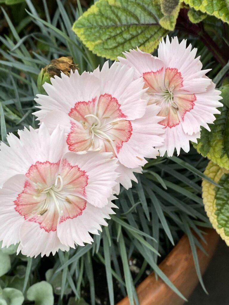 Container carnations soaking up our heavy rains this week. Happy friday 🥰