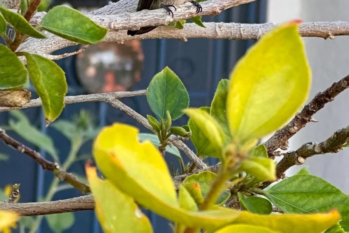 ‘I hope I see him again’ One California gardener shared photos of a Costa's hummingbird visiting their home garden, showcasing its unusual coloring.