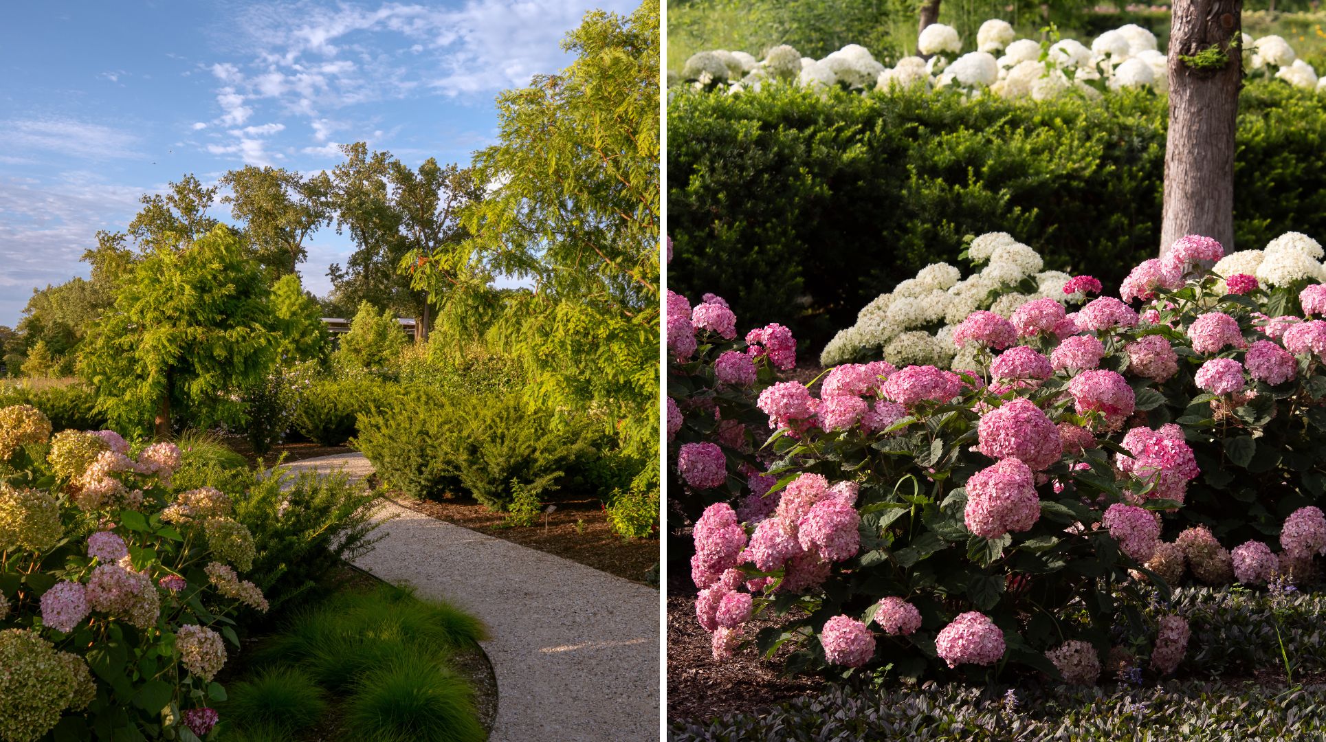 Hydrangeas at the Chicago Botanic Garden