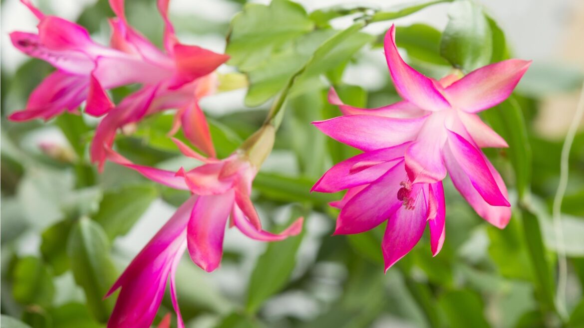 What is the best soil for a Christmas cactus? We reveal all Pink flowering Christmas cactus