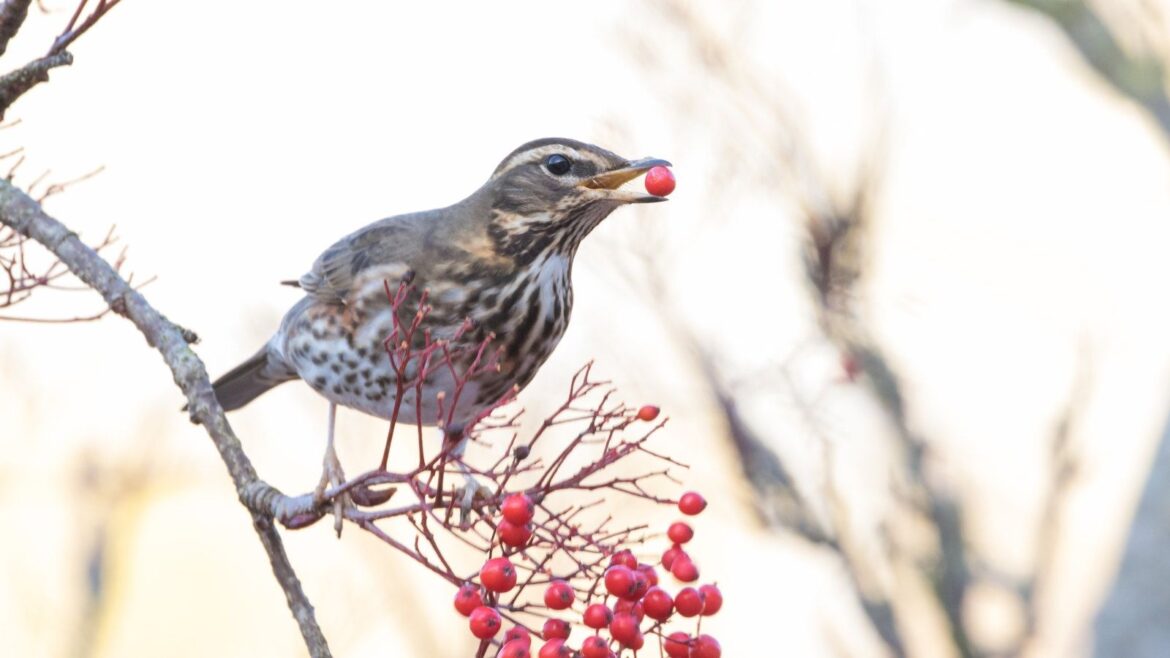 Wildlife garden jobs for November – 5 recommended tasks A songthrush eating red berries on a shrub in the winter