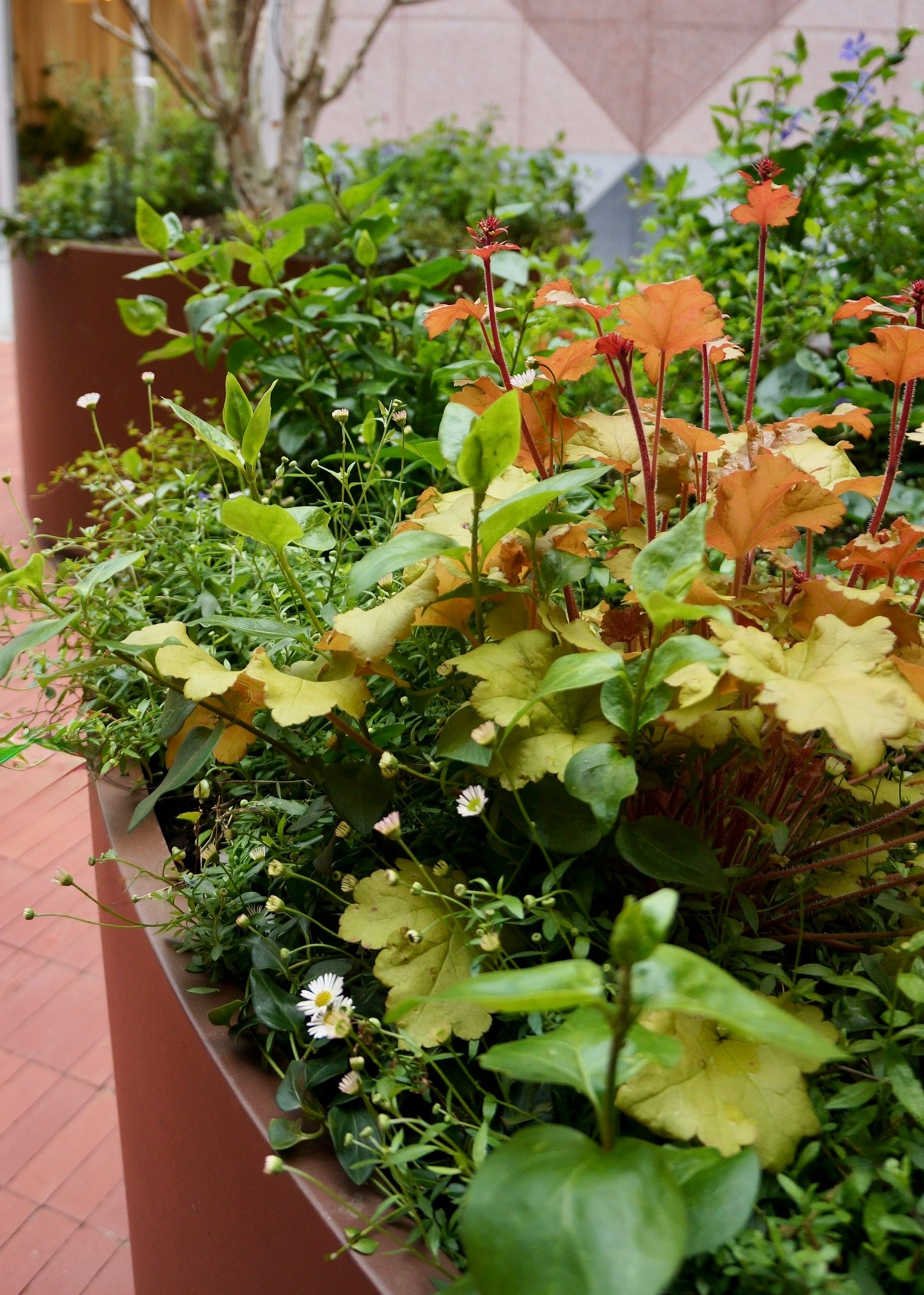close up of garden planters with Heuchera