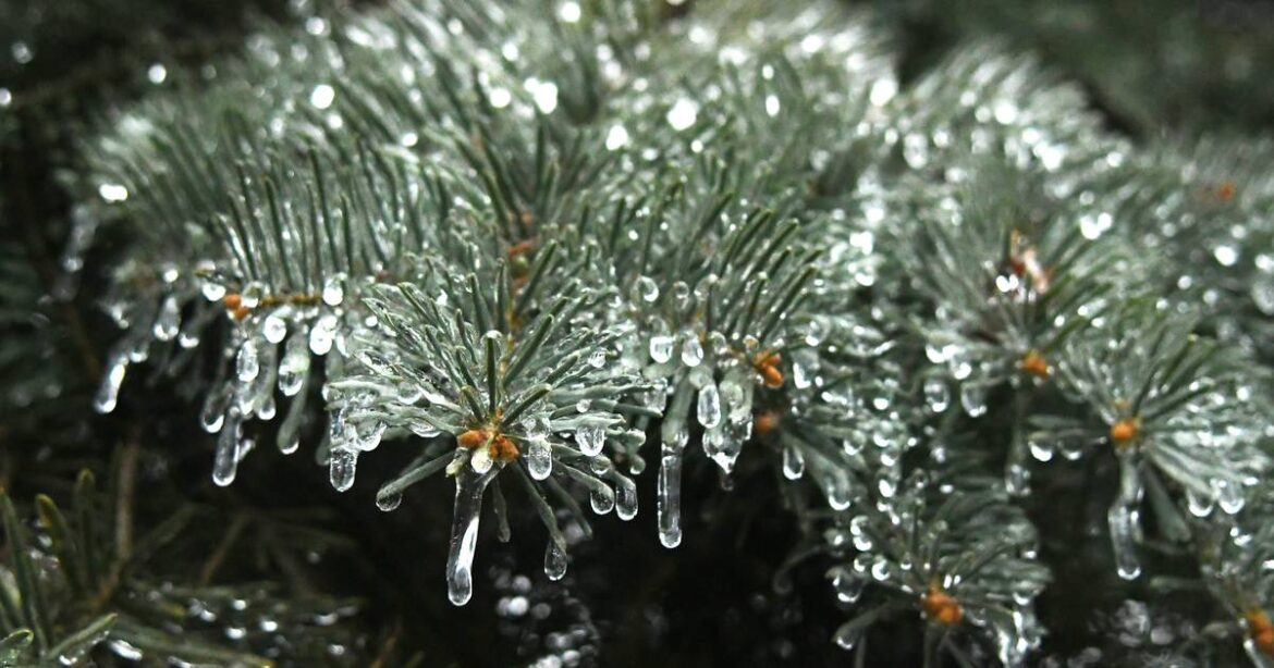 Batavia Plain Dirt Gardeners to meet Nov. 18 – Shaw Local