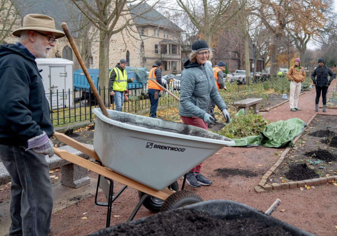 Preparing Evanston’s beloved rose garden for winter Preparing Evanston's beloved rose garden for winter