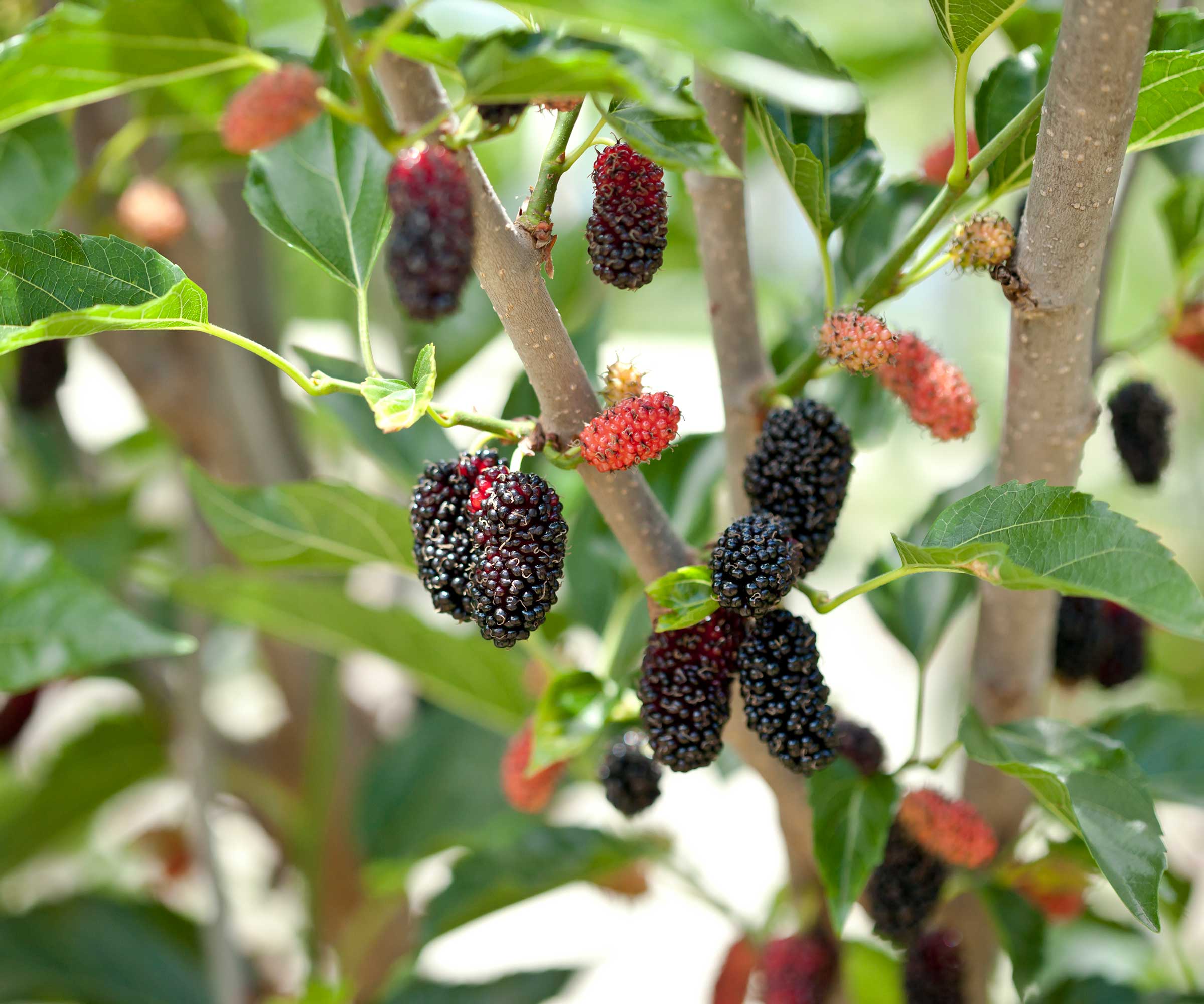 mulberries on tree