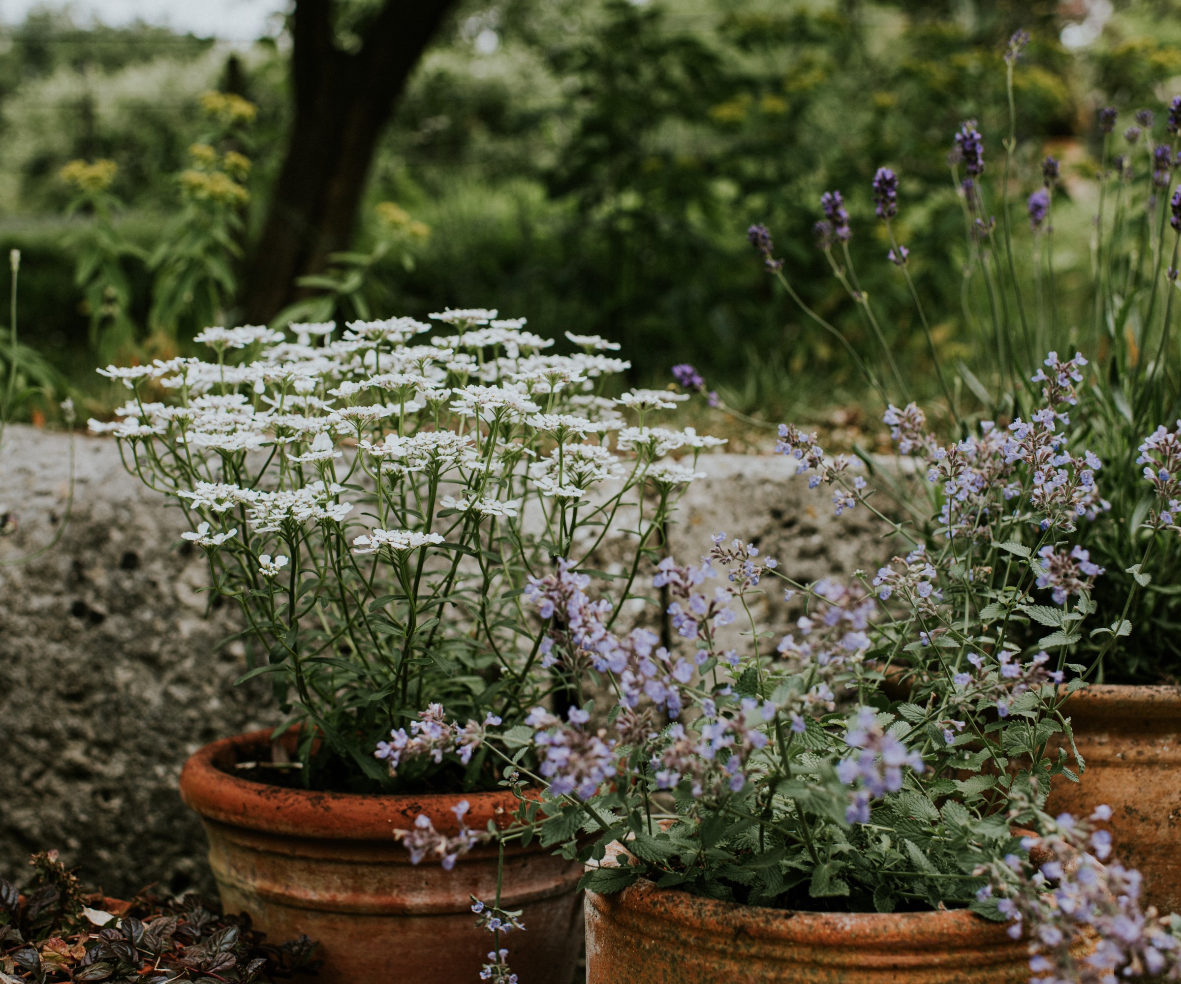 A range of plants growing in large terracotta containers
