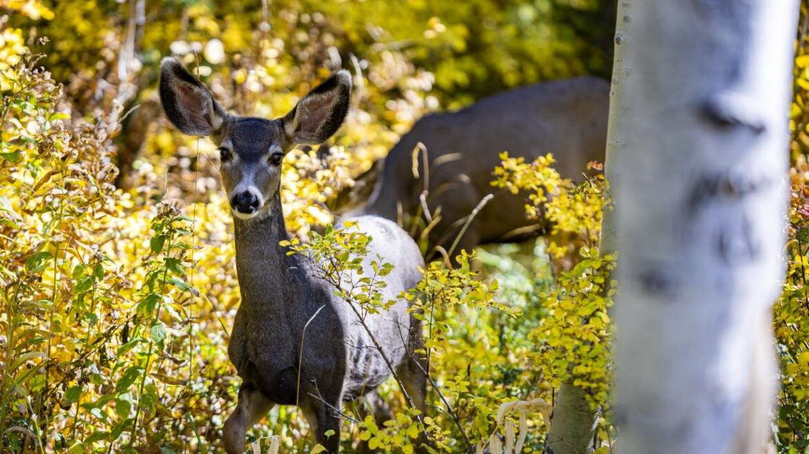 Deer in your garden? Here are some ways you can keep them out Deer graze at Salamander Flat in American Fork Canyon on Oct. 1, 2024....