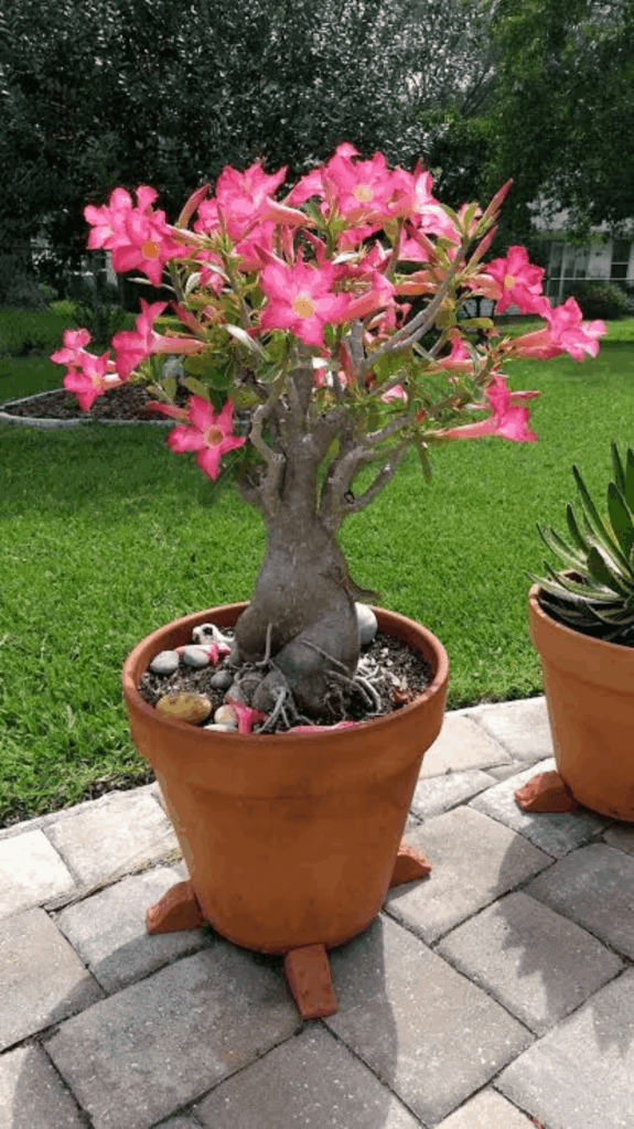 Desert Rose in Full Glory 🌸