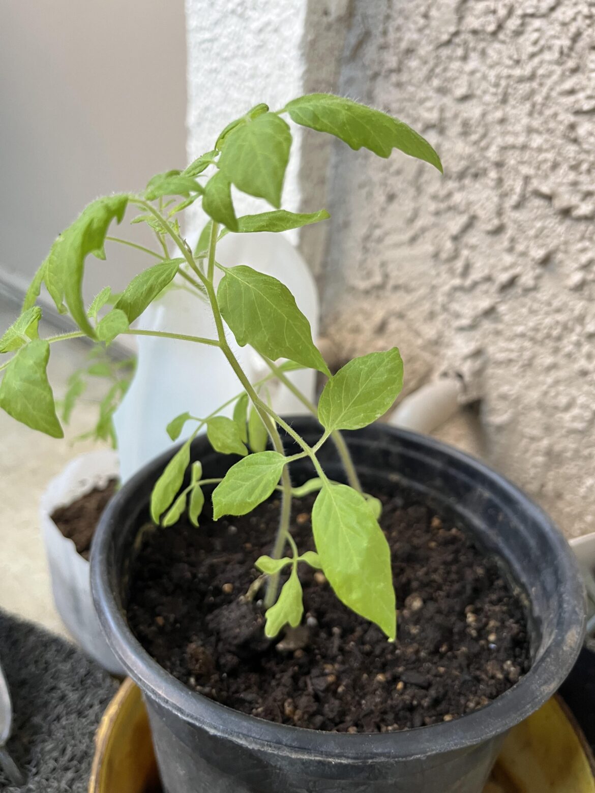 Does this look like a strawberry plant or did I get bamboozled?