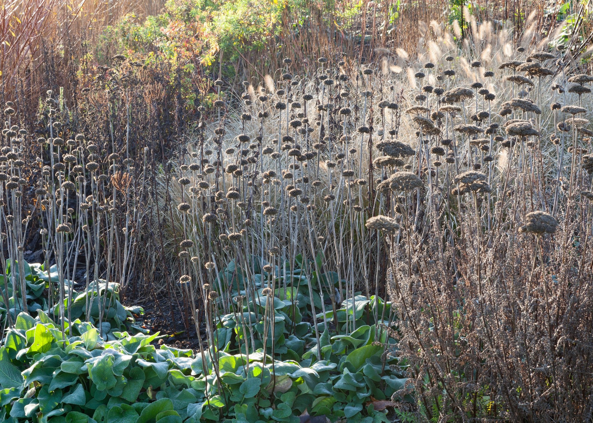 Seedheads in the Winter Garden, RHS Garden Hyde Hall