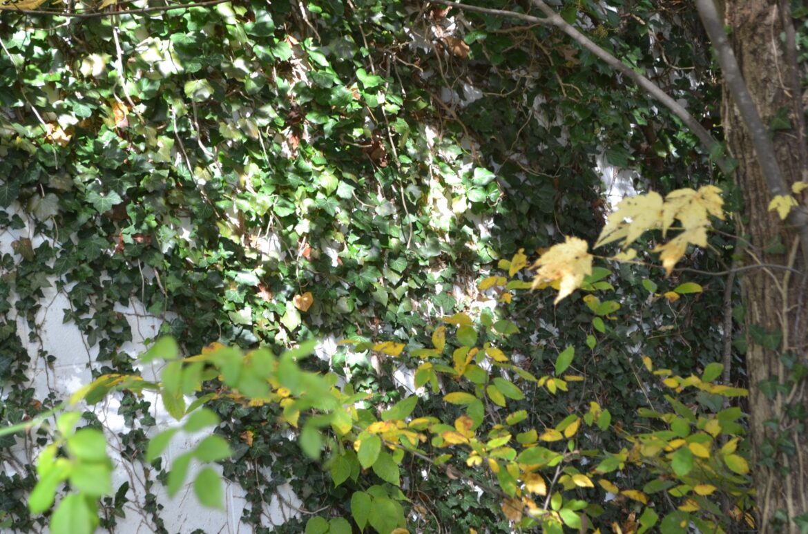 A Stroll Through the Garden spies English Ivy & its challenges