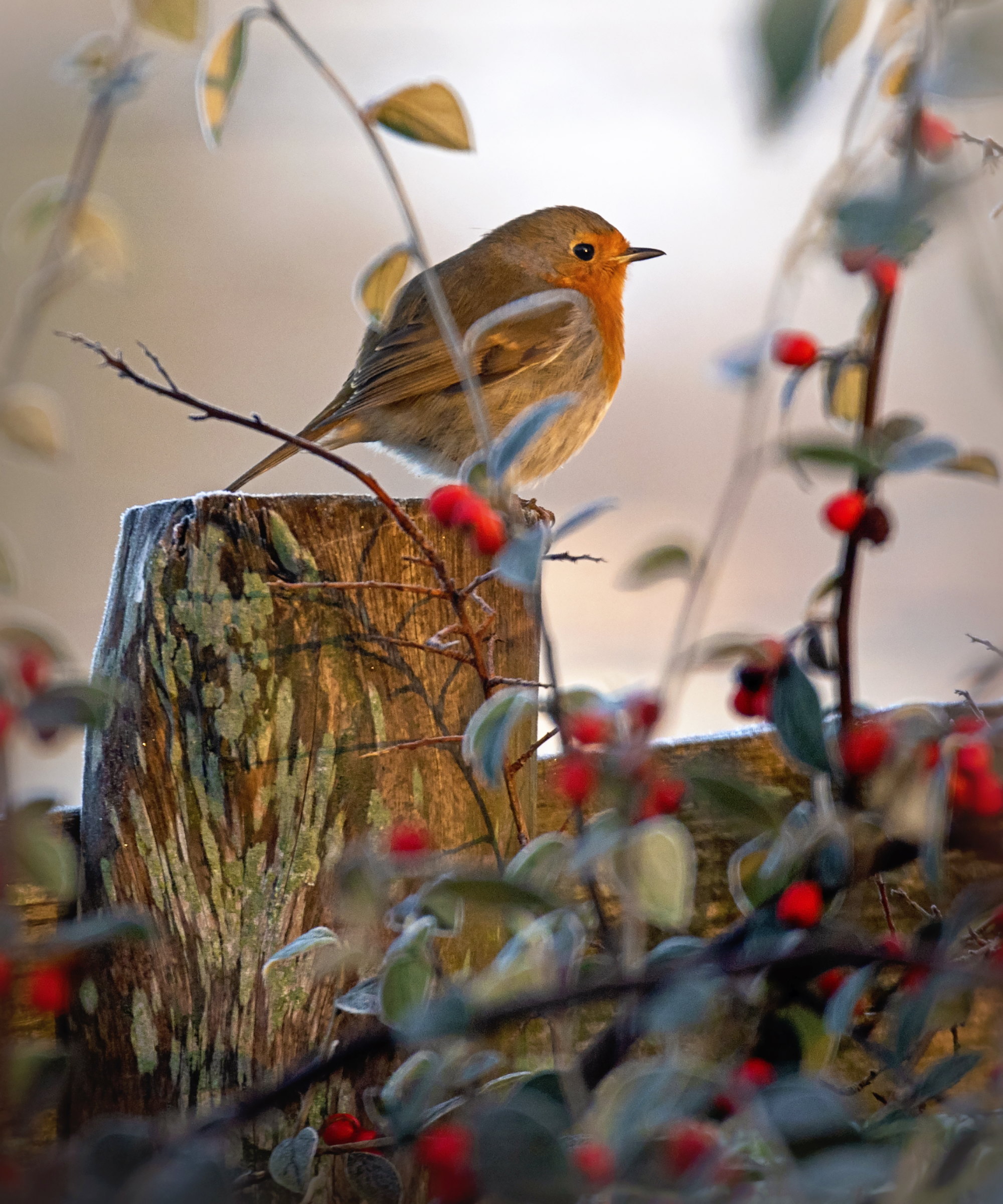 A robin in a winter garden with red berries