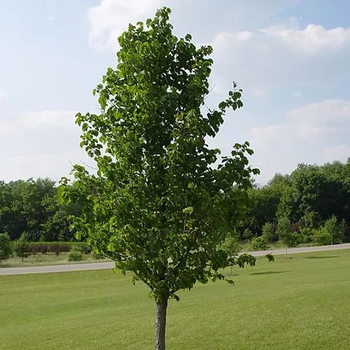 Watering in fall and winter – The Fort Morgan Times Watering in fall and winter – The Fort Morgan Times