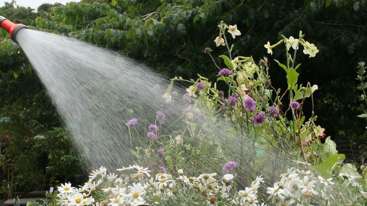 Kem Ormond’s vegetable garden: Water-wise gardening for the summer ahead