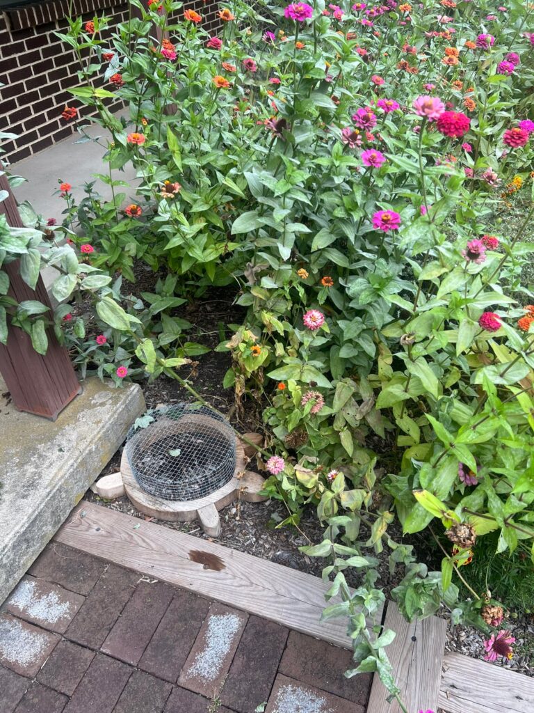 Final update. All 5 box turtle eggs in the zinnia garden hatched!
