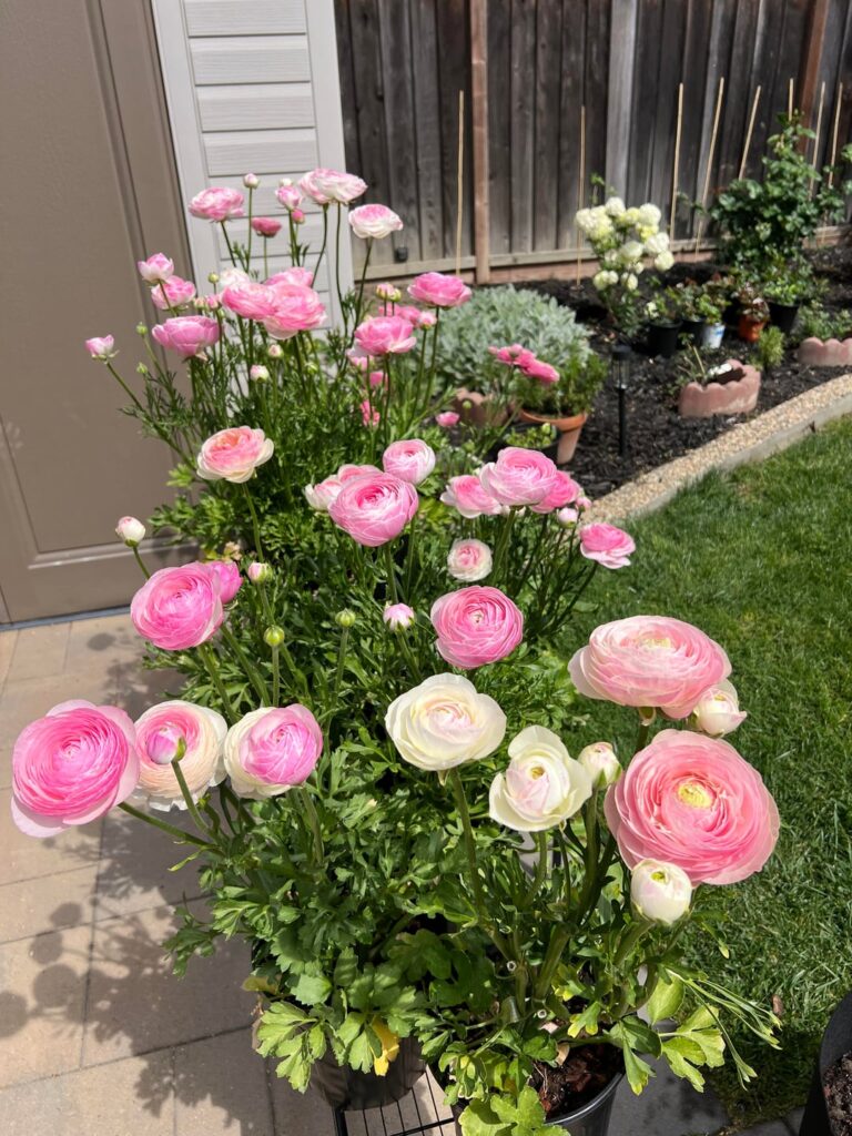 First Time Growing Ranunculus (‘Porcelaine’ Series)