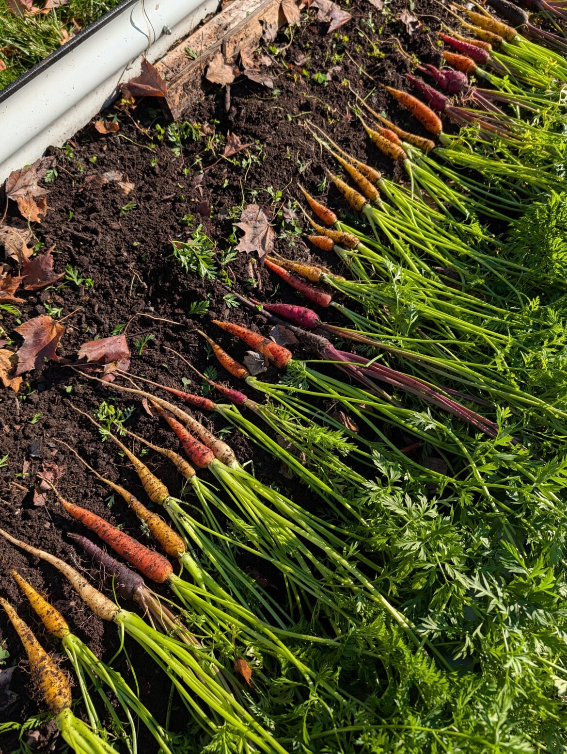 First time growing carrots First time growing carrots