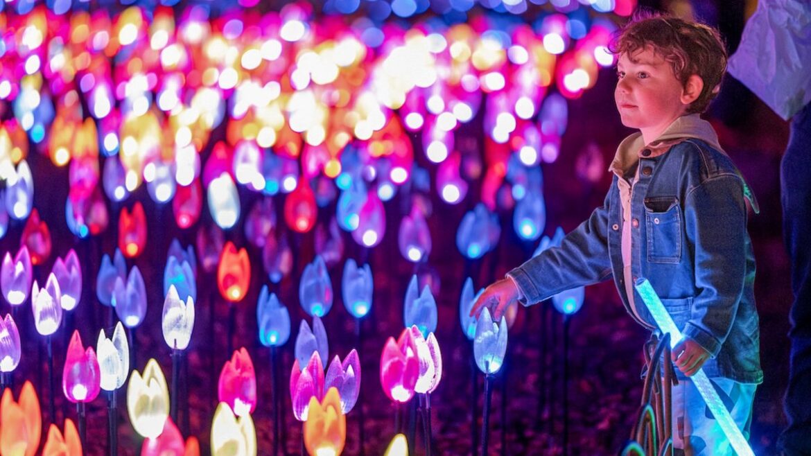 Glowing tulips are spectacularly sprouting at Descanso Gardens – NBC Los Angeles Glowing tulips are spectacularly sprouting at Descanso Gardens – NBC Los Angeles