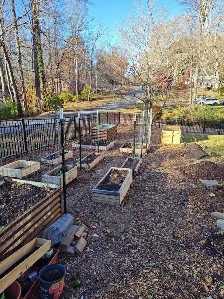 Front yard beds cleaned out for Winter and the last carrot harvest