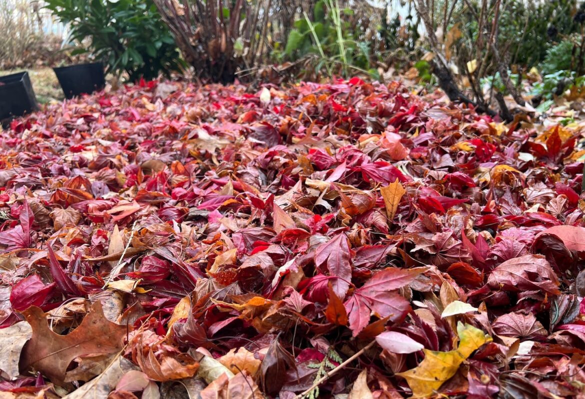 Colorful fallen leaves cover the soil in a garden bed.