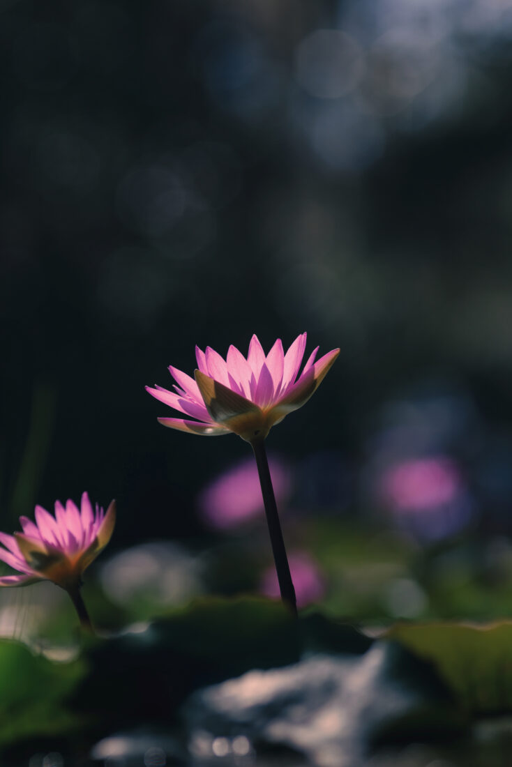 Purple water lilies.
