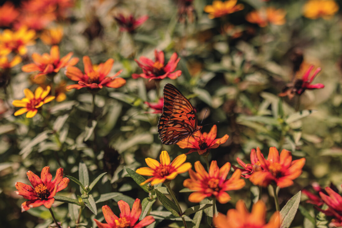 a Gulf fritillary butterfly atop zinnias at the gardens