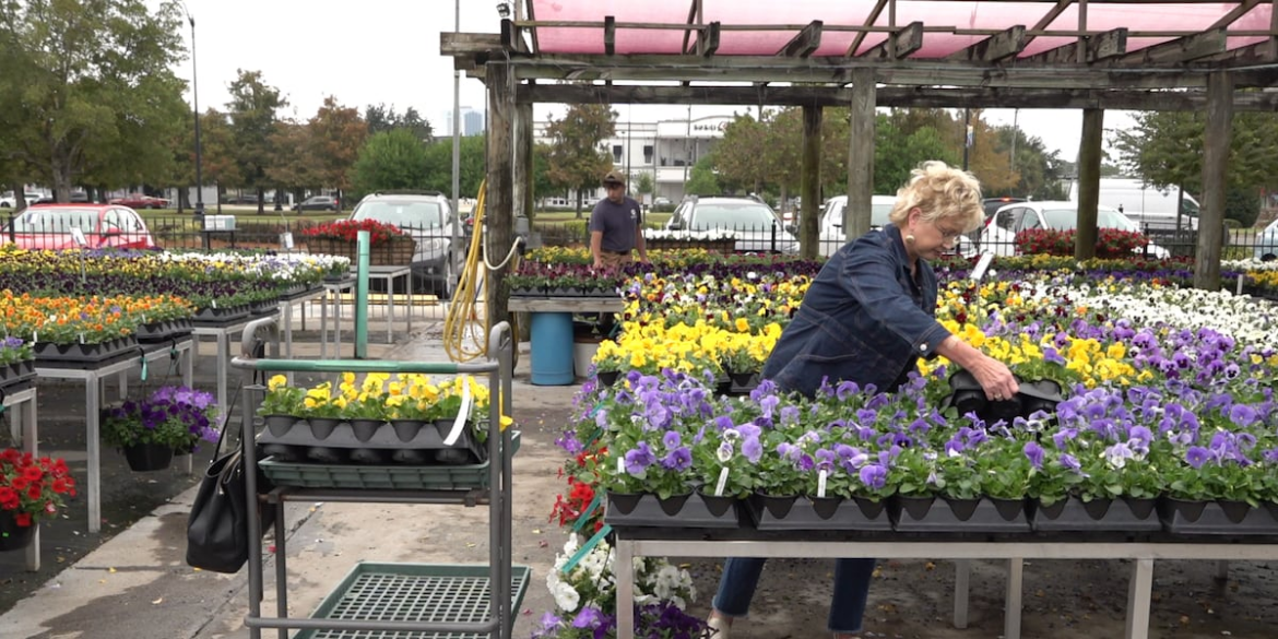 New Orleans-area gardeners rush to prepare for season’s first frost