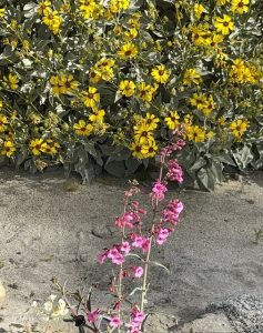 Let Our Sacred Grounds Gardens Inspire Yours 