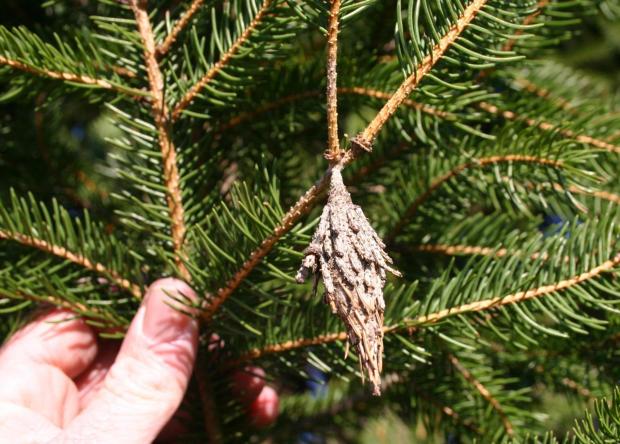 This 2010 image provided by Bugwood.org shows a bagworm cocoon hanging from a conifer branch in Ky. Bagworms are destructive pests that surround themselves in cocoons they construct from leaves and other plant parts, which, on conifer trees, can be mistaked for pinecones. (William Fountain/University of Kentucky/Bugwood.org via AP)