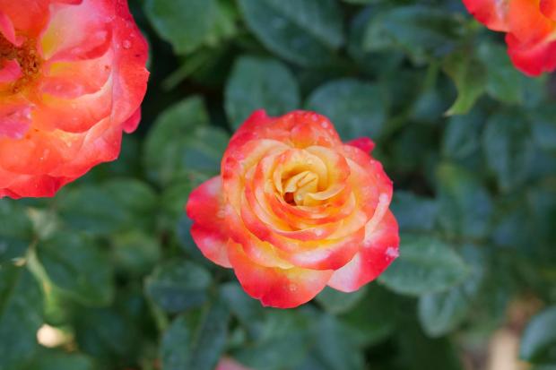 This image shows Oso Easy En Fuego