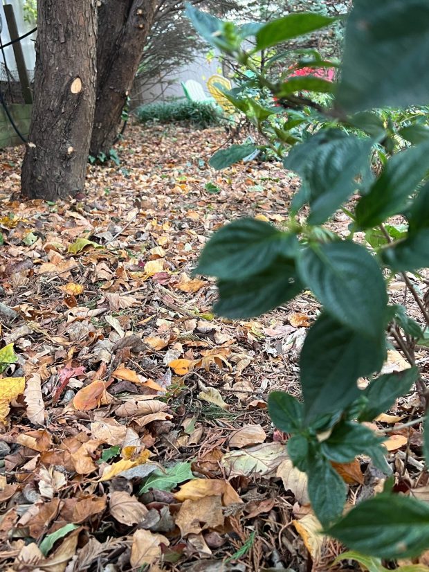 Fallen leaves cover the base of a row of trees at a garden in Long Island, N.Y., on Nov. 3, 2025. (Jessica Damiano via AP)