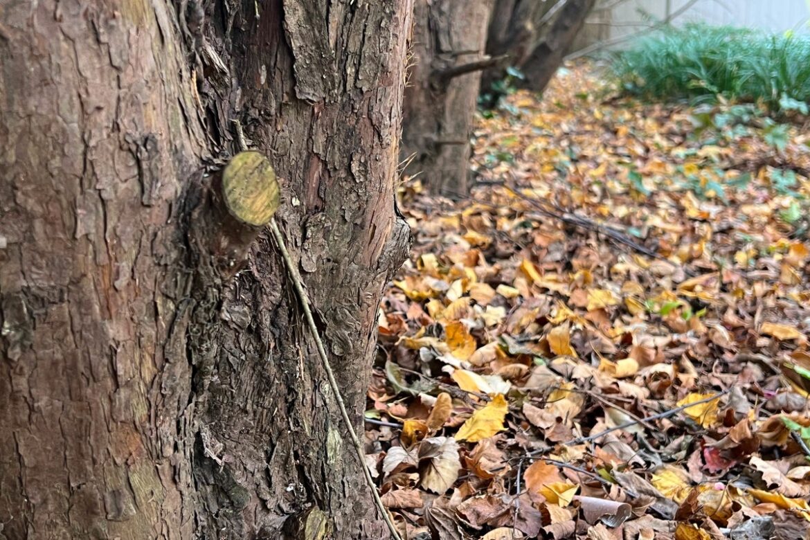 Transform fallen leaves into valuable leaf mold for your garden this fall Transform fallen leaves into valuable leaf mold for your garden this fall