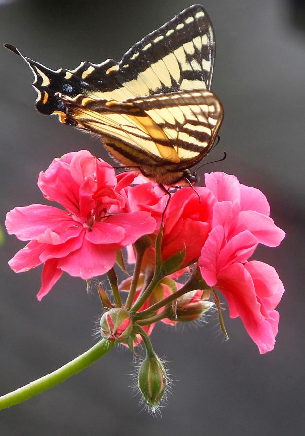 FILE – An Eastern Tiger Swallowtail perches on a flower...