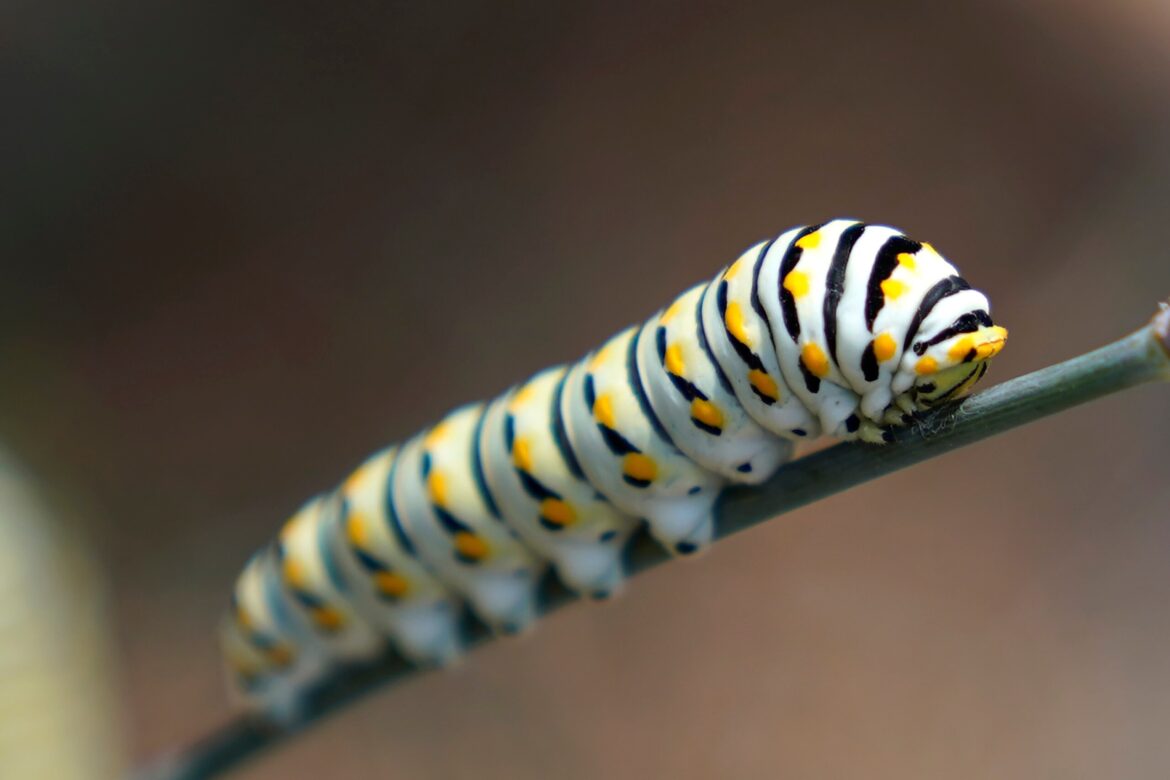 Give caterpillars a ‘soft landing’ under your trees. The ecosystem will thank you