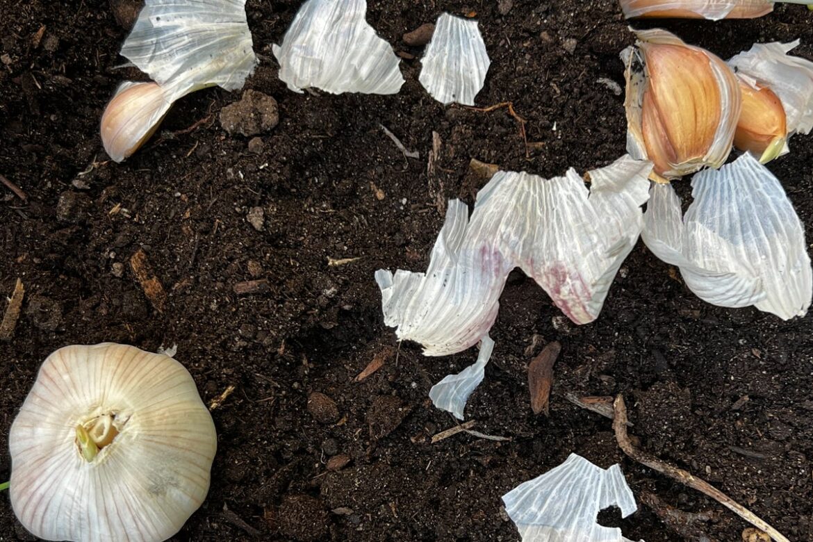 Doing these fall garden chores will make your spring easier Doing these fall garden chores will make your spring easier