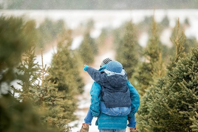 Looking for a live tree can be a fun excursion for the whole family.