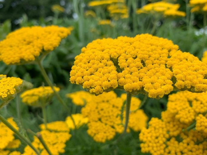 Yarrow in Flower Garden
