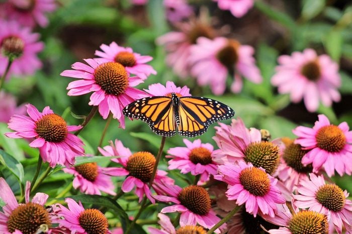 Monarch Butterfly Danaus Plexippus Field Of Purple Coneflowers Echinacea Purpurea