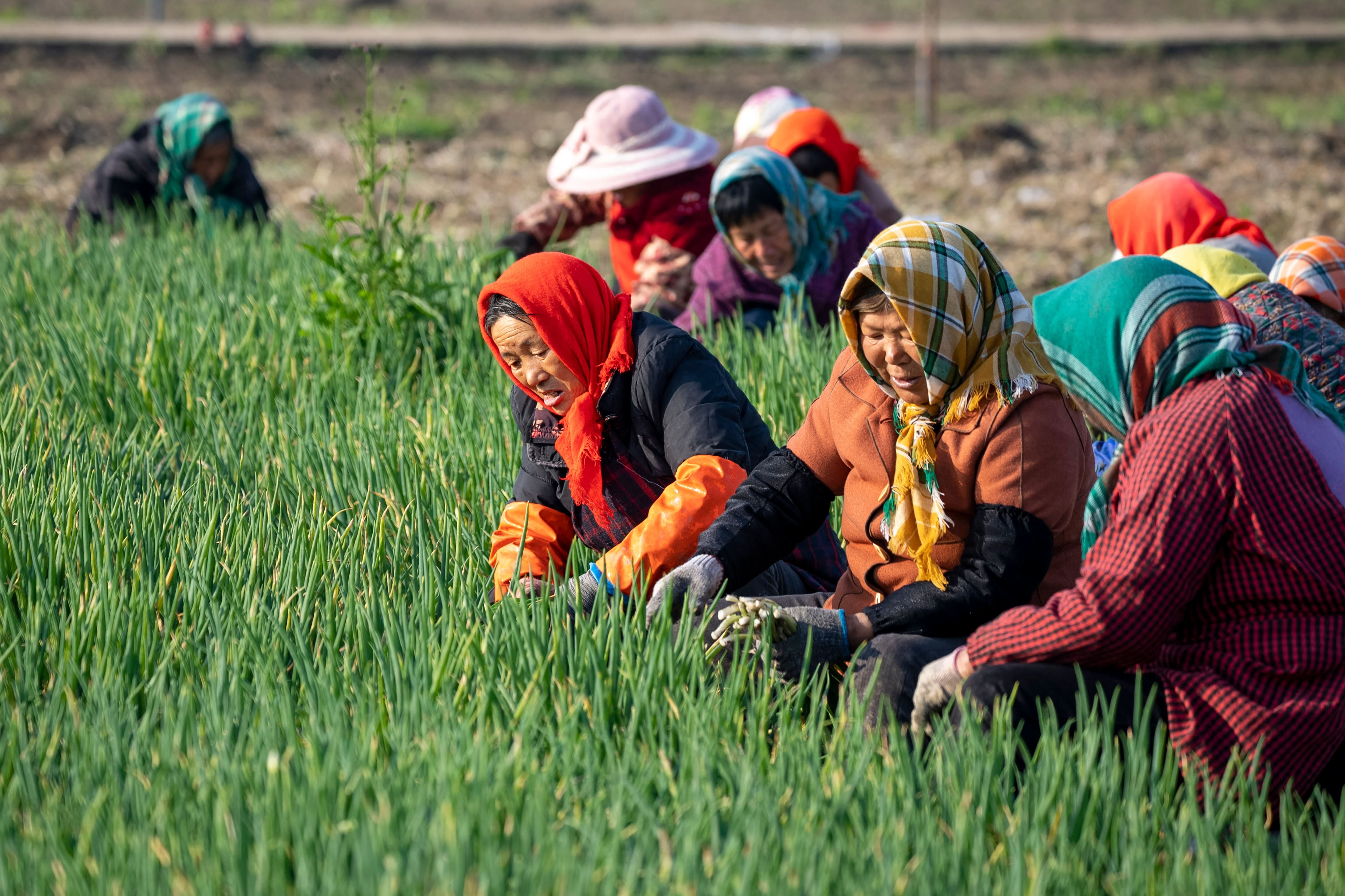 Chinese farmers harvest chives in a field in Jiangsu province in April 2023. Chives have been used in China for thousands of years