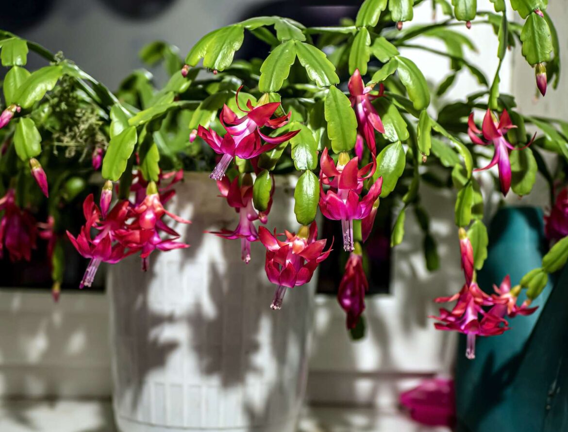 How to Propagate Christmas Cactus
