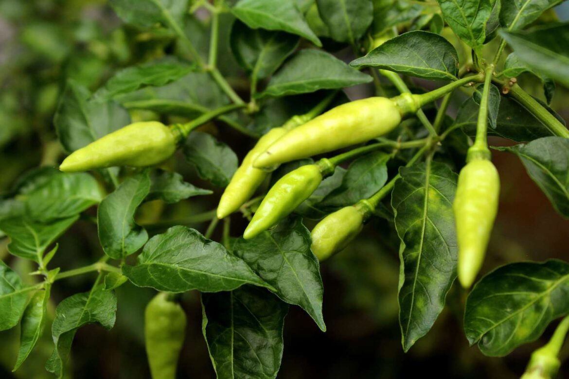 How To Overwinter Pepper Plants How To Overwinter Pepper Plants