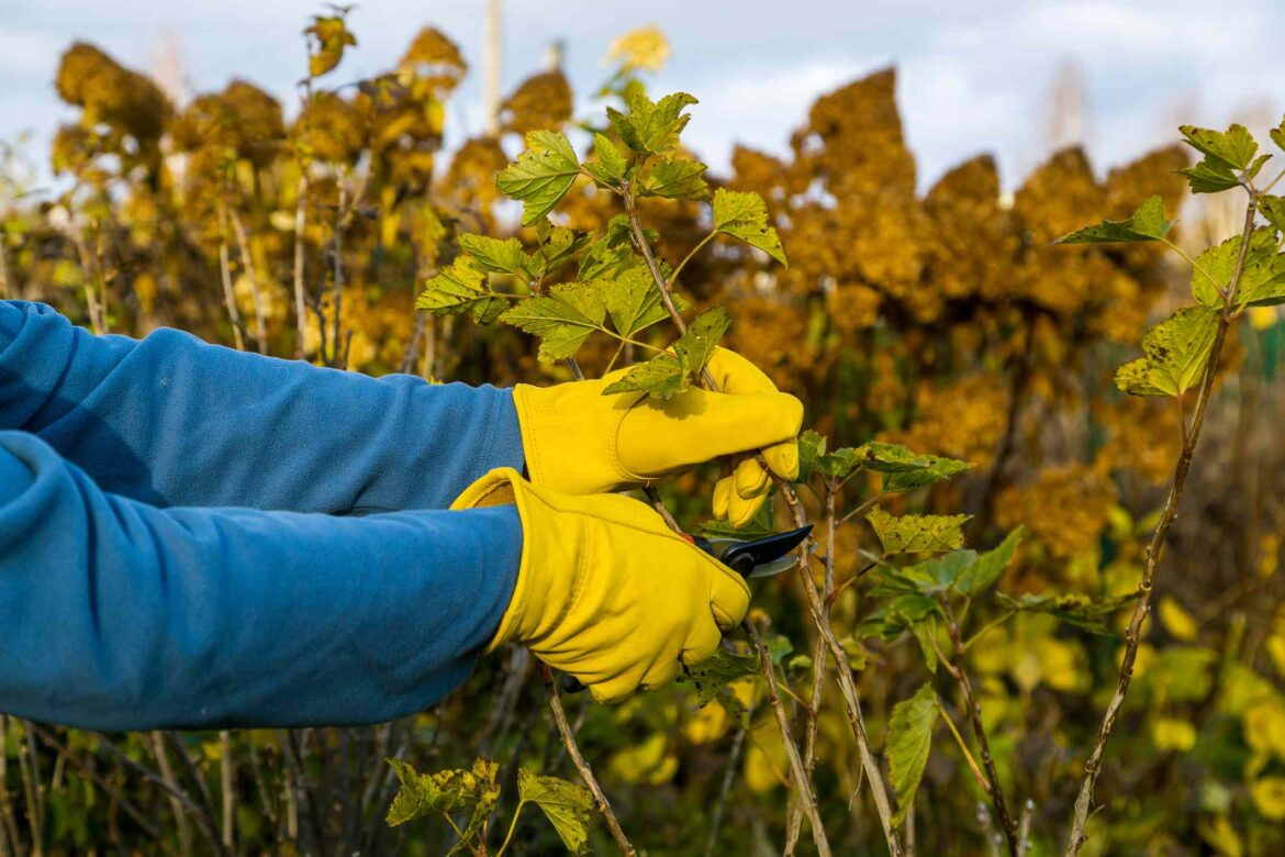 Is November Too Late to Prune Perennials? What Gardeners Say Is November Too Late to Prune Perennials? What Gardeners Say