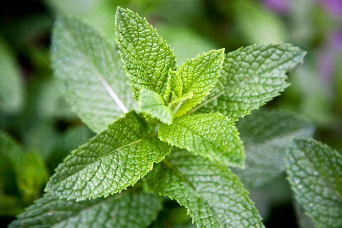 Leaves On A Mint Plant (lamiaceae), overwintering annuals
