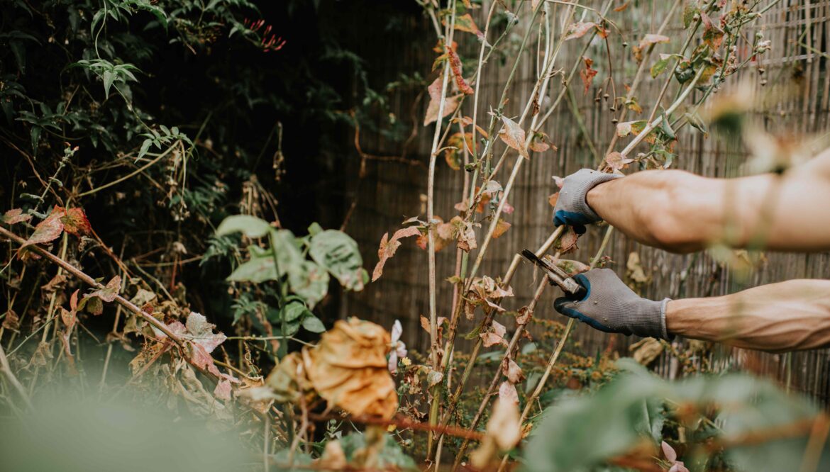 7 Plants Gardeners Always Cut Back in November for a Better Garden in Spring