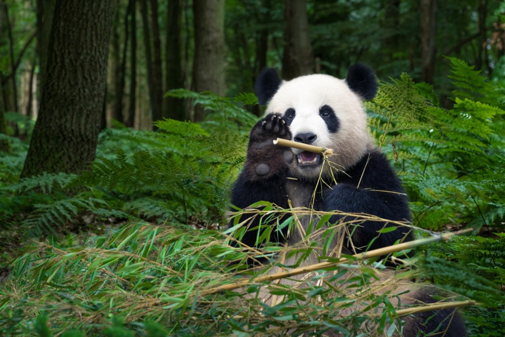 Why some bamboo species can be good choices for your garden – Orange County Register Why some bamboo species can be good choices for your garden – Orange County Register