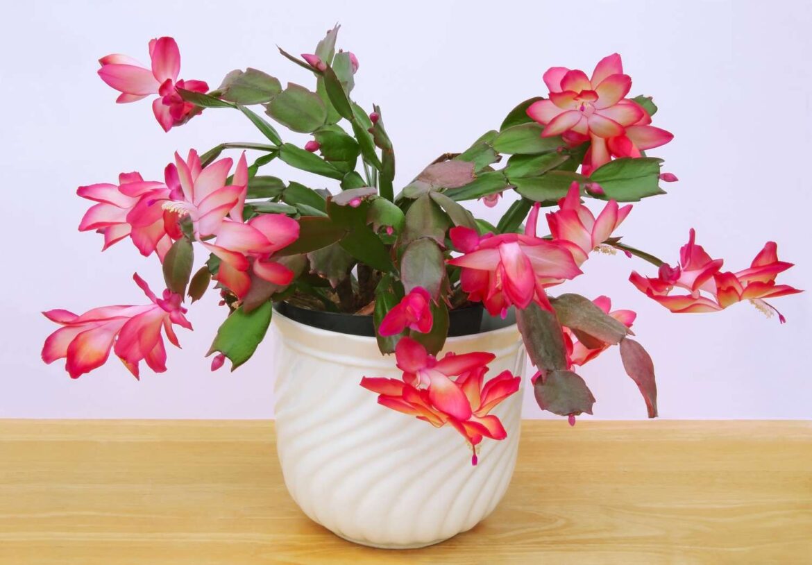 This Is the Best Soil for Christmas Cactus