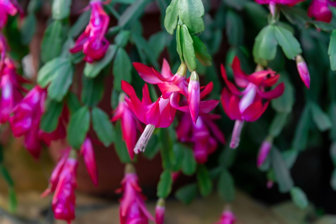 How Often to Water Christmas Cactus for Vibrant Blooms