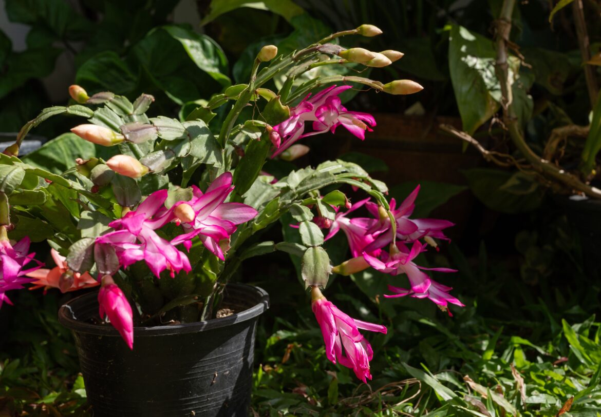 8 Common Christmas Cactus Mistakes That Prevent Flowering