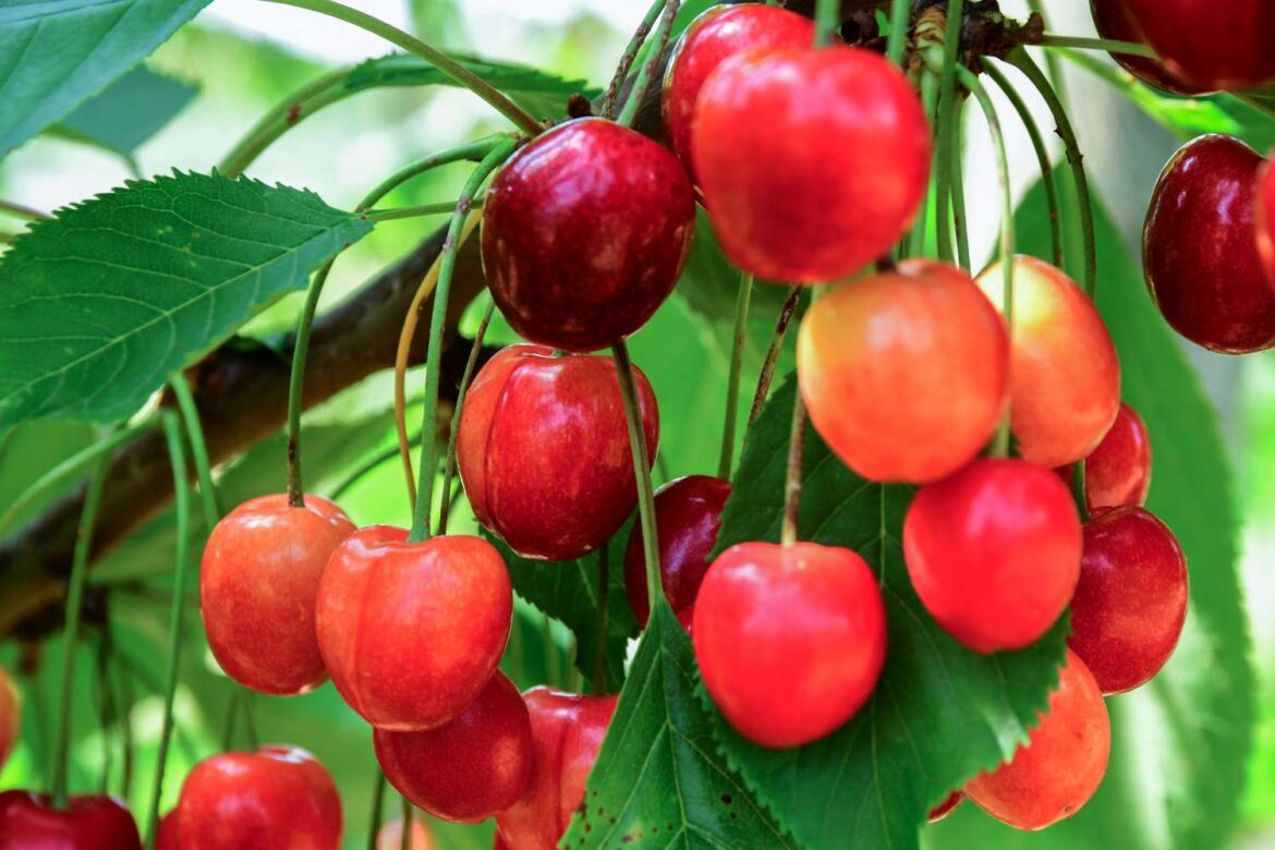 How to Grow a Cherry Tree Indoors