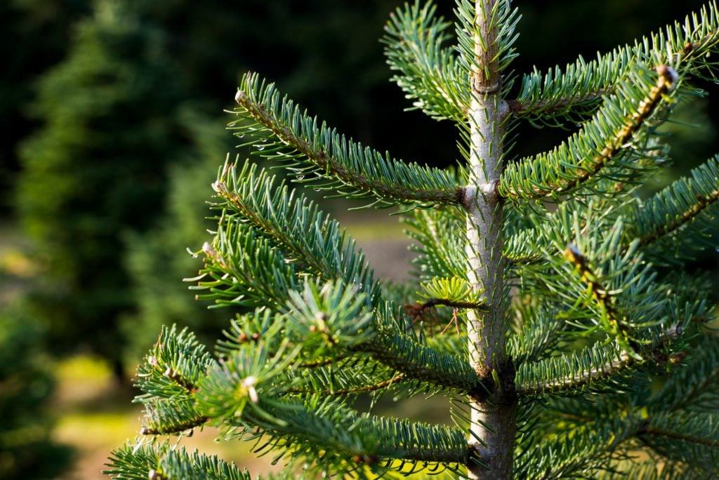 Live Christmas Tree Care 101: Do’s and Don’ts Live Christmas Tree Care 101: Do's and Don'ts